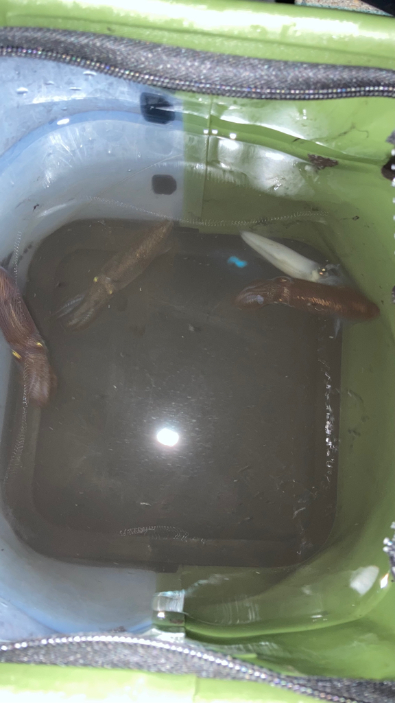 夏のヒイカ探し