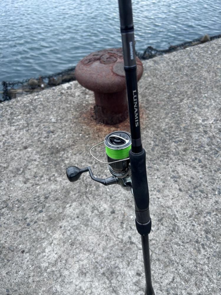 マゴチどこに居てるの