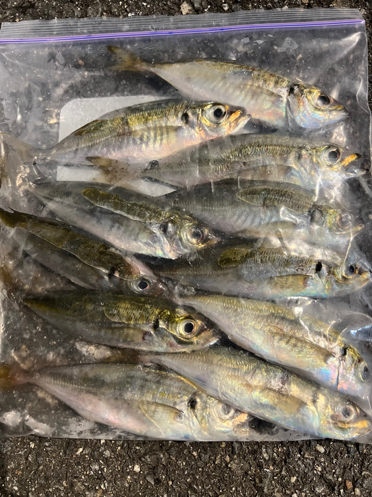 鯵を探して三千里 Vol.56