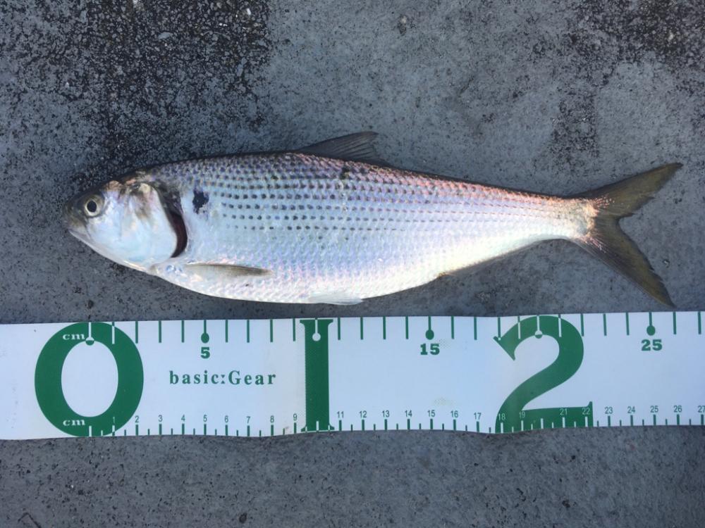 梅雨明け親子釣行