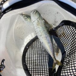 豆アジが釣れ出した！