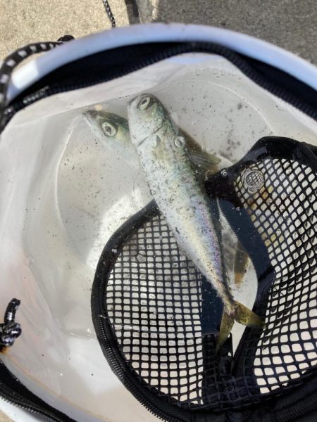豆アジが釣れ出した！
