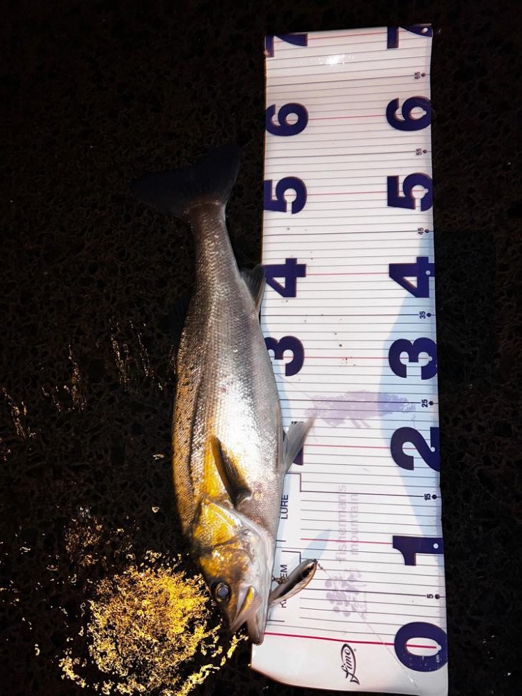 シンペンを縦に流すと。