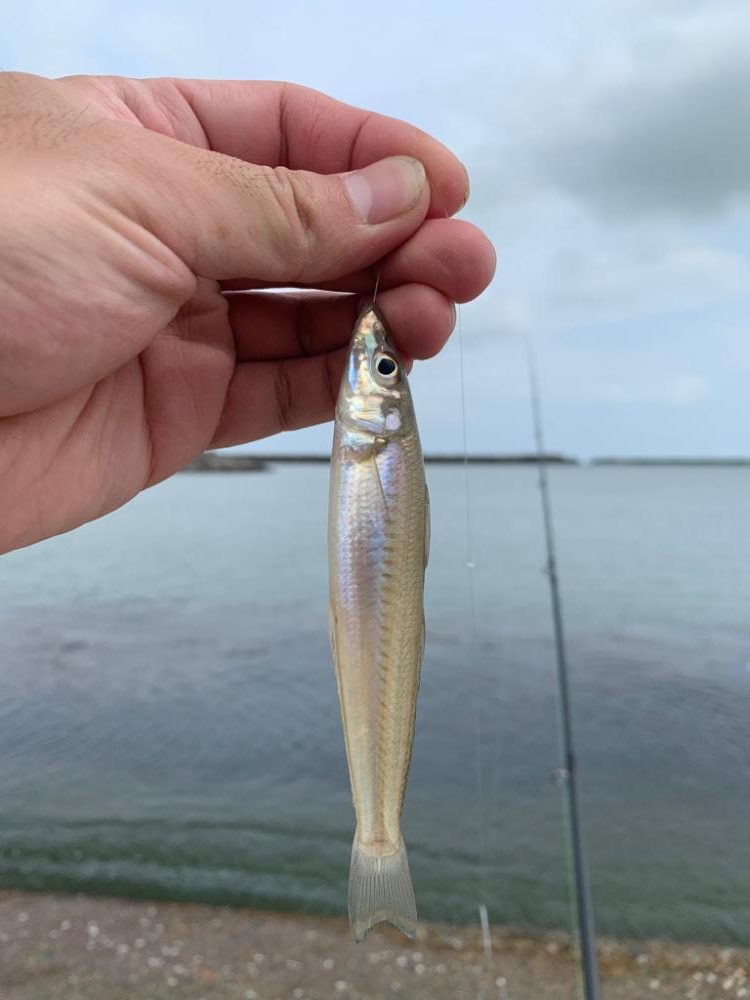 久々の投げ釣りへ