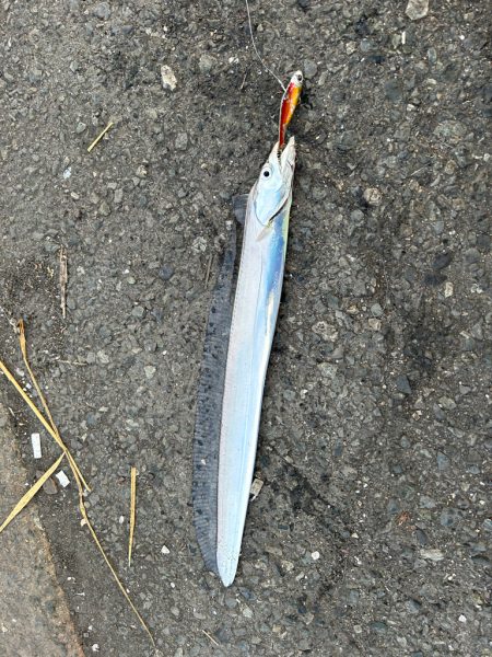 始めておかっぱりから太刀魚😋…