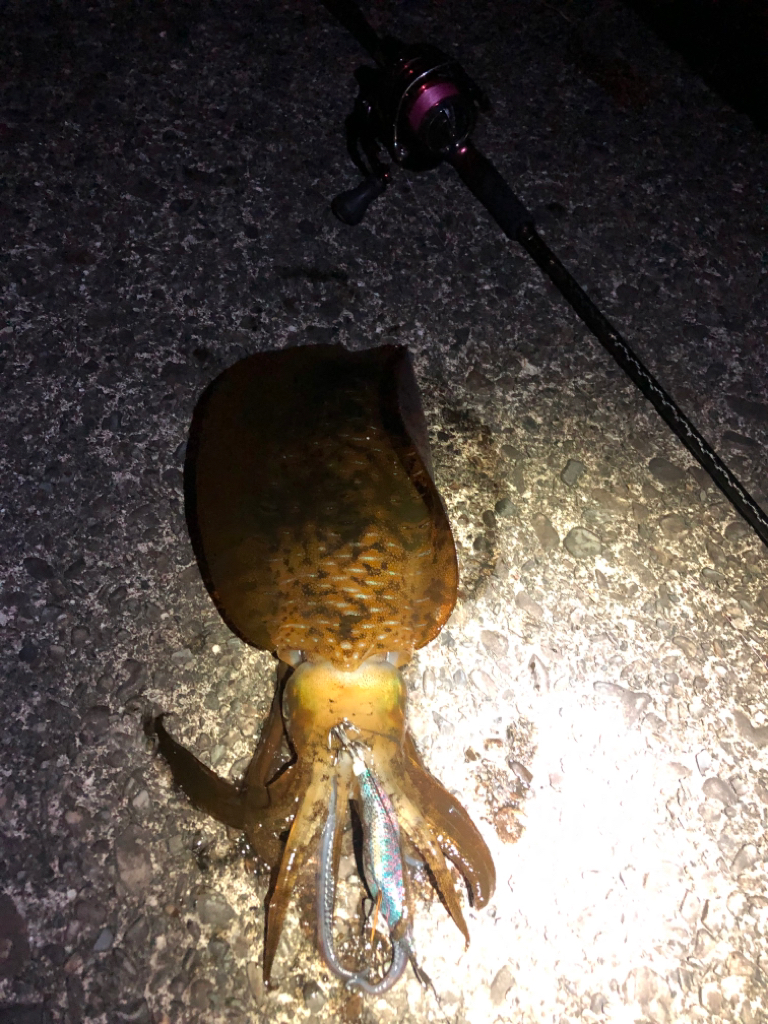 【尾鷲エリア】三重県遠征(7月クリア)