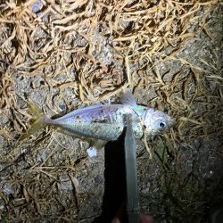 真夏アジング調査