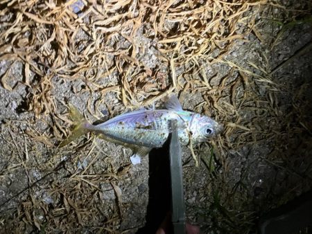 真夏アジング調査