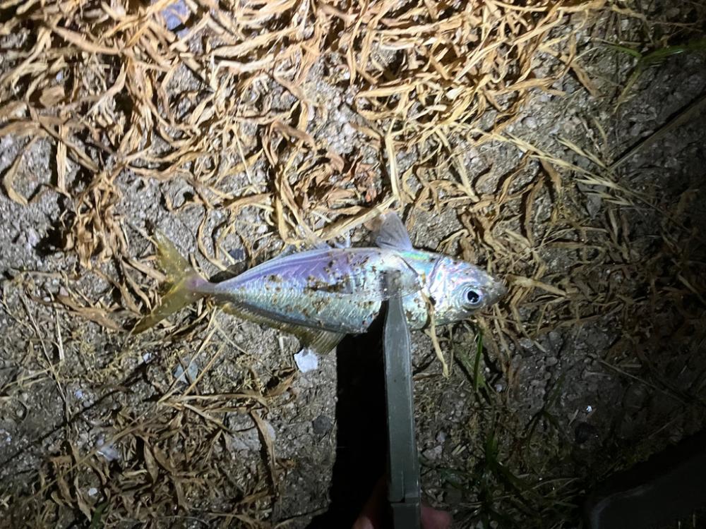 真夏アジング調査