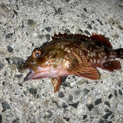 夏の夜はエサヘッドで遊ぶにゃ！