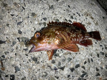 夏の夜はエサヘッドで遊ぶにゃ！