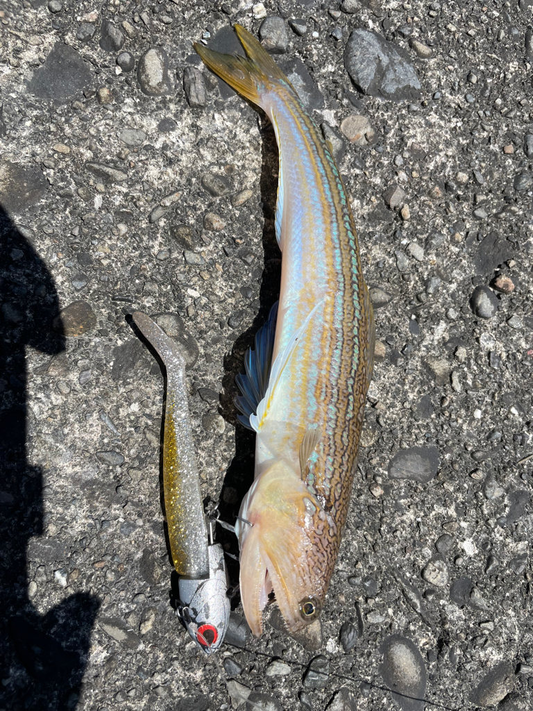 奈半利で五目釣り