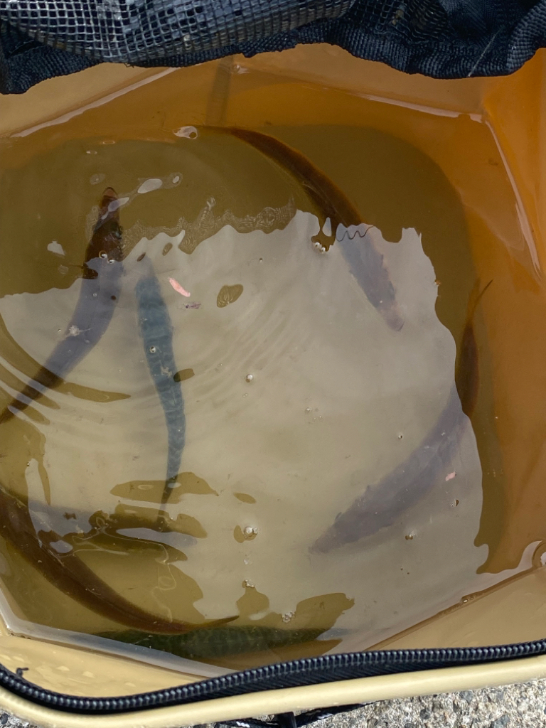 底ピッチジャーク