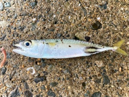 グレ釣りはかんたんウキ釣りセットでOKにゃ！