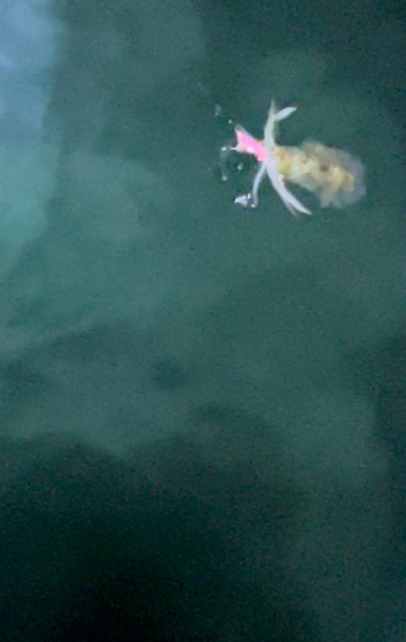 エギング最終日