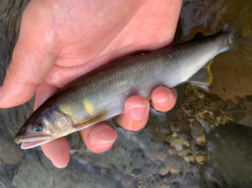 矢田川の鮎