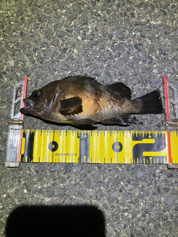 梅雨メバリング(^｡^)