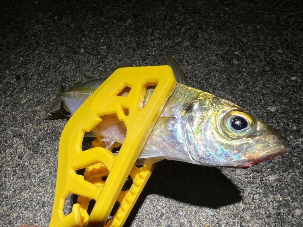 鯵を探して三千里 Vol.52