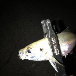 地元有志のアジング大会にて…