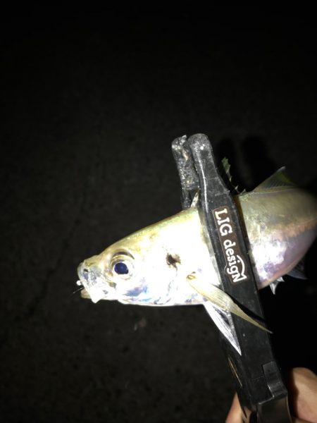 地元有志のアジング大会にて…