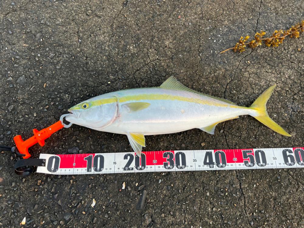 ネイリはどこ？