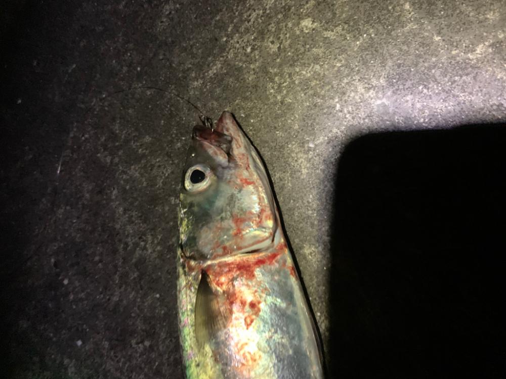 初大サバ