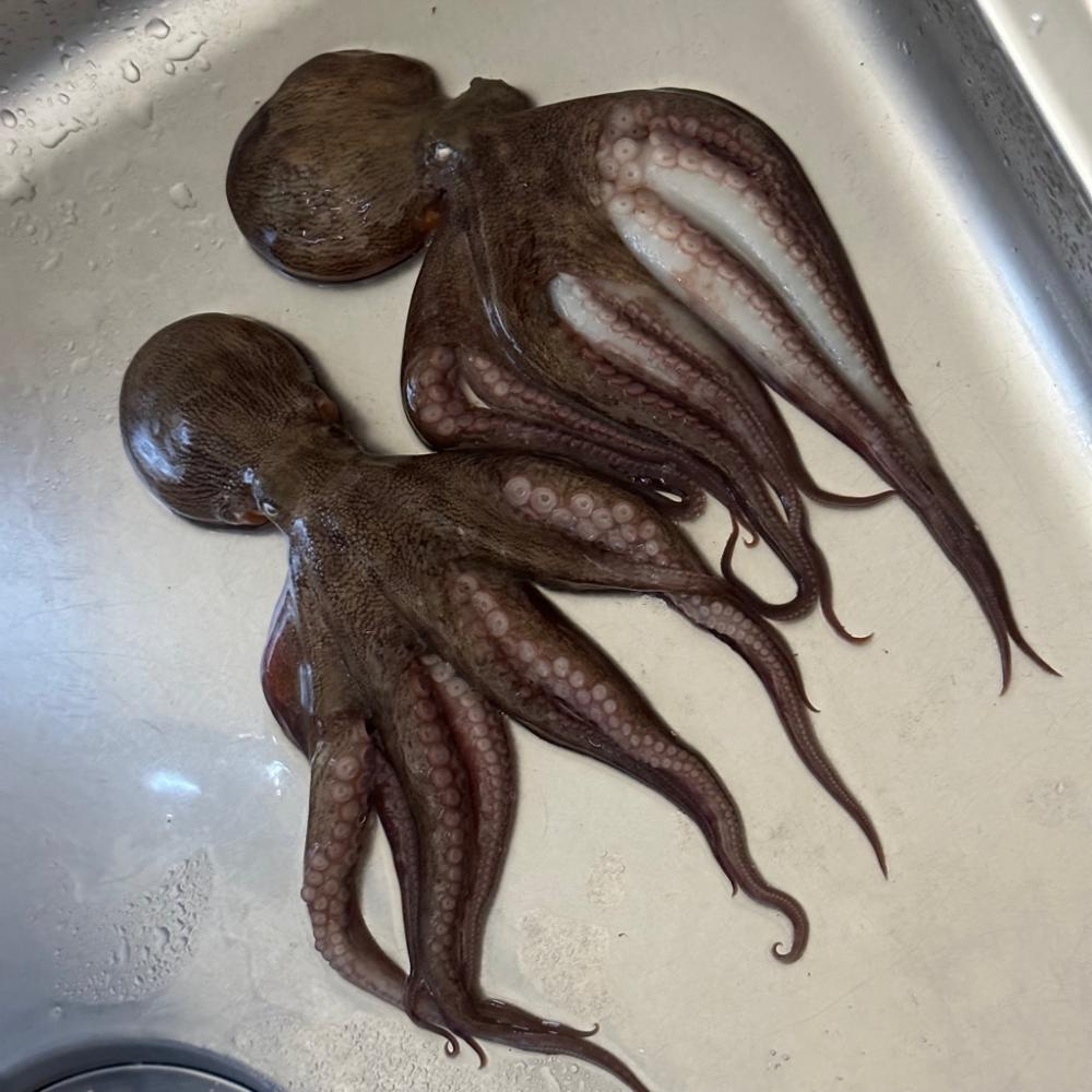 猛暑のタコ釣り