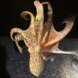 まさかの、タコ　(^o^)