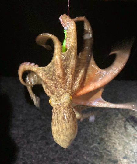 まさかの、タコ　(^o^)