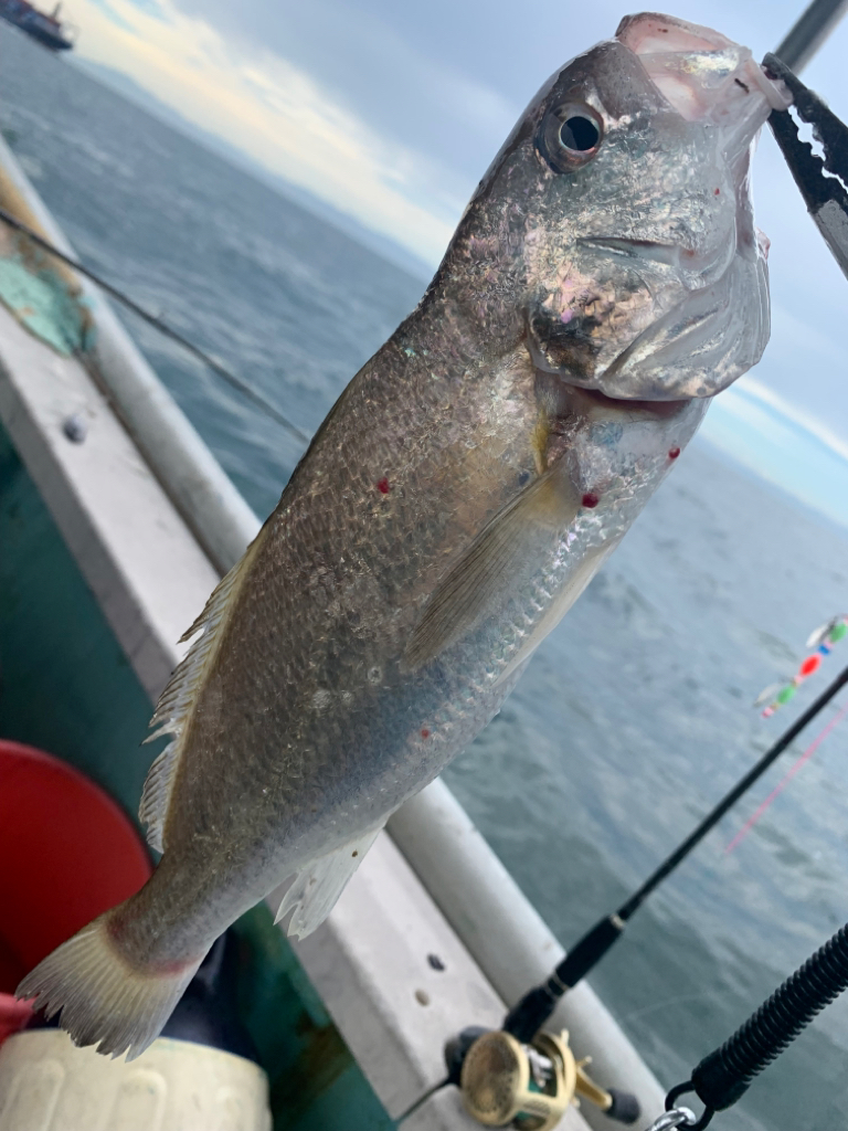 人生初のタコ釣ったのに…