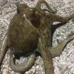 ナイトオクトパッシング