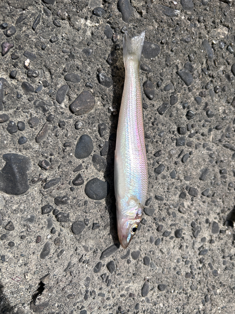 4魚種狙うも、、、