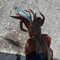 猛暑の日中エギング