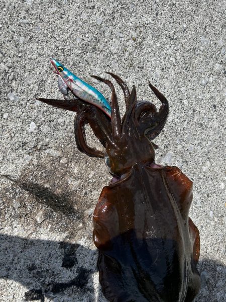 猛暑の日中エギング