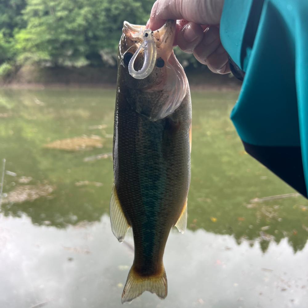 アジですか⁇笑