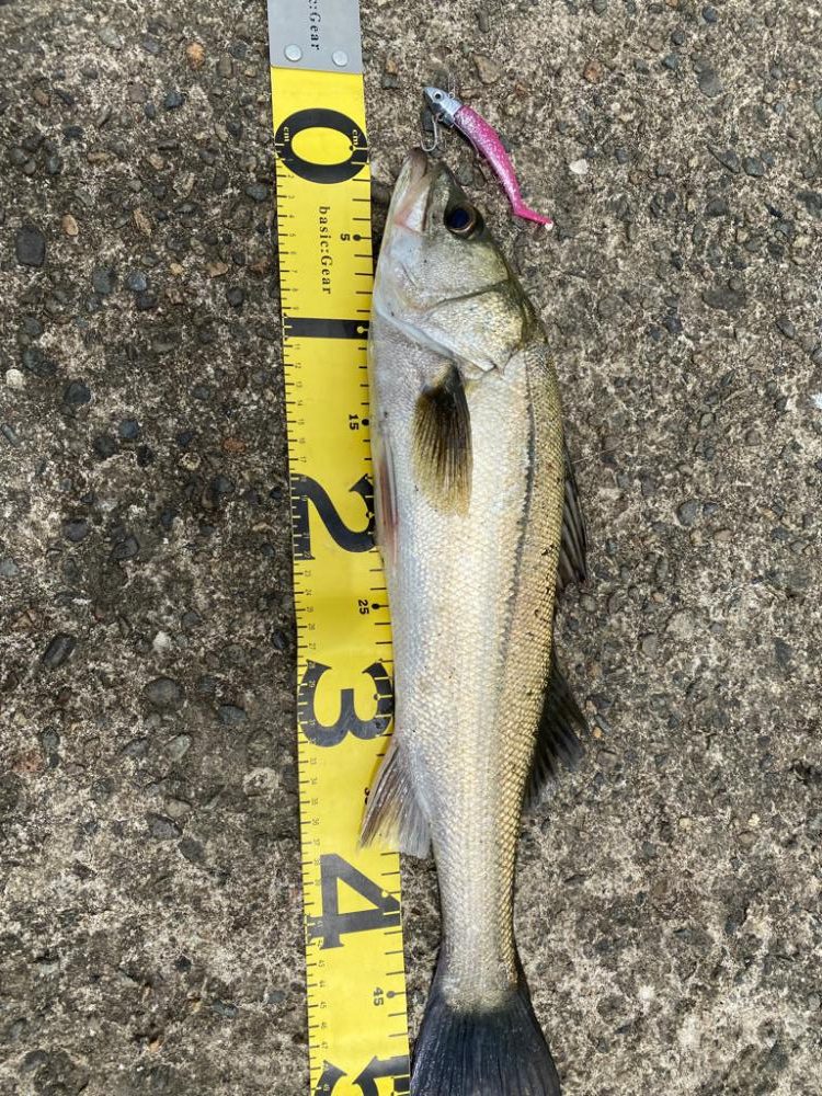 灼熱デイゲームでキャッチ❤️