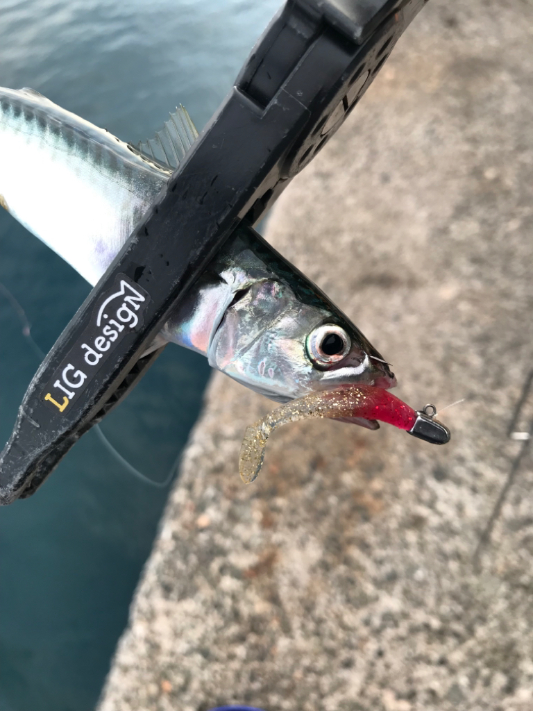 仕事終わりの遠出🚗(隣県へのアジング調査)