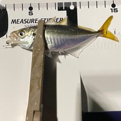 ジグ単de…アジング♪豆当たり撃沈