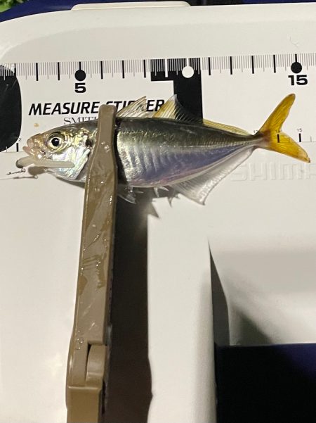 ジグ単de…アジング♪豆当たり撃沈