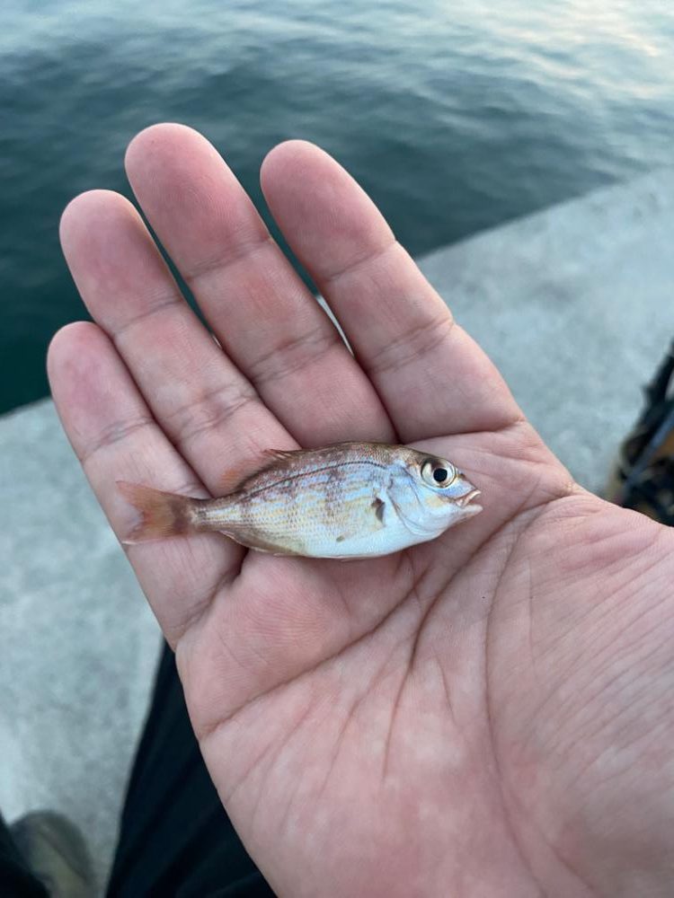 堤防ライト五目　なんでも釣り