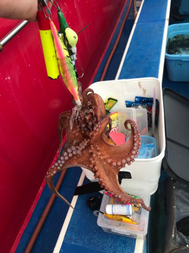 神戸二見沖のタコ釣り
