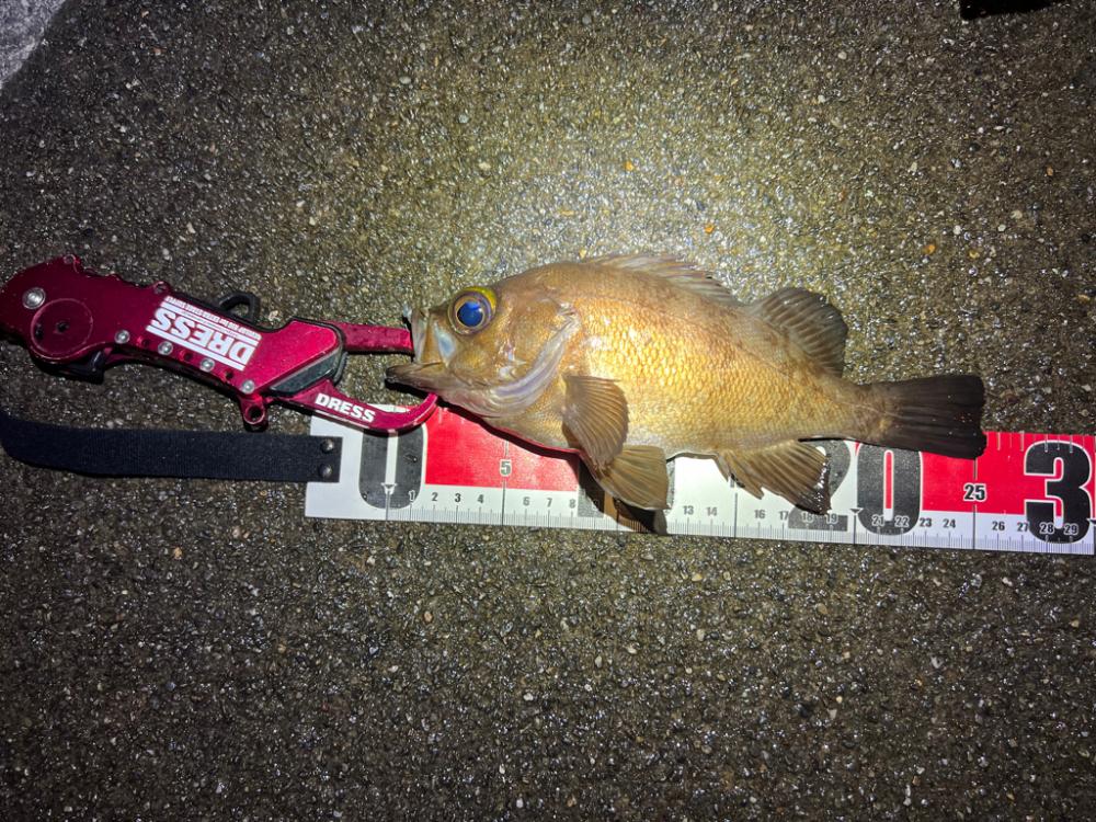 メバルを探して三千里 Vol.10