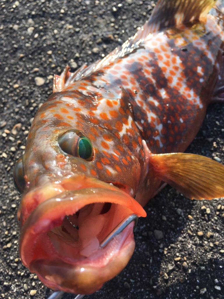 【タコフィネス】 アコウ1＋タコ0