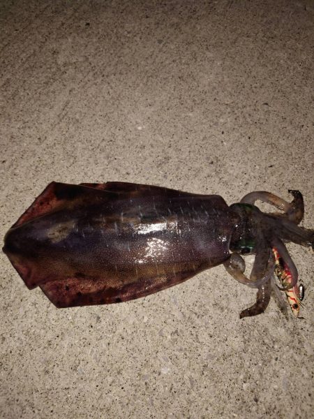 夏イカエギングナイト編