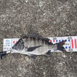 西宮浜フカセでチヌ37〜40センチ3匹