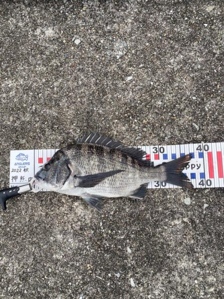 西宮浜フカセでチヌ37〜40センチ3匹