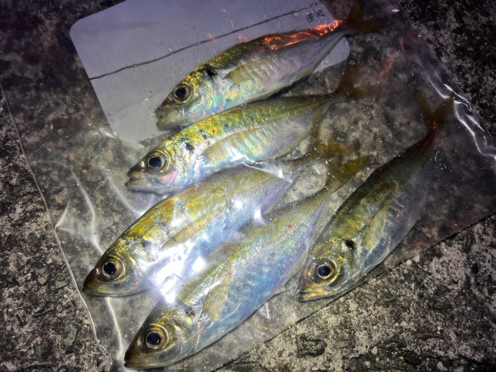 鯵を探して三千里 Vol.57