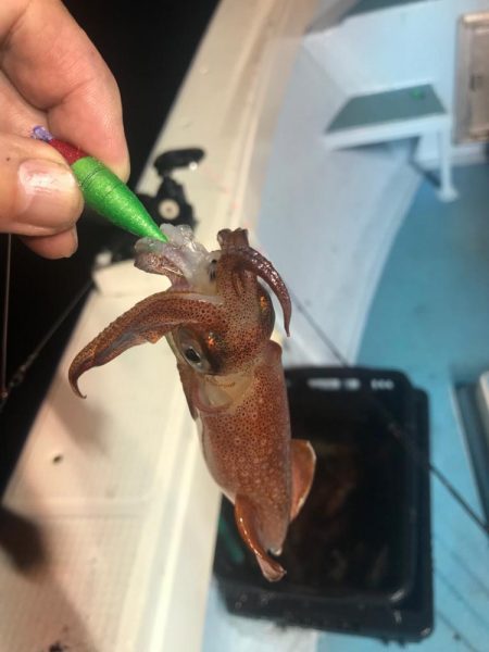 香住のイカメタル