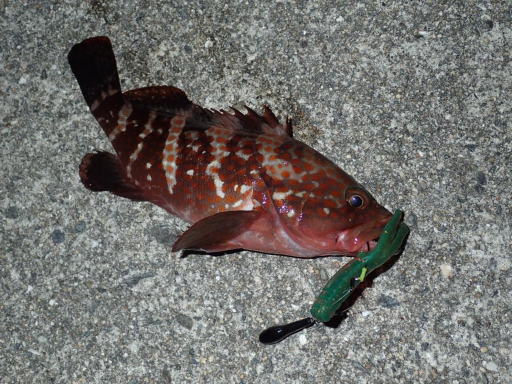 日没直前からの1時間が狙い目!