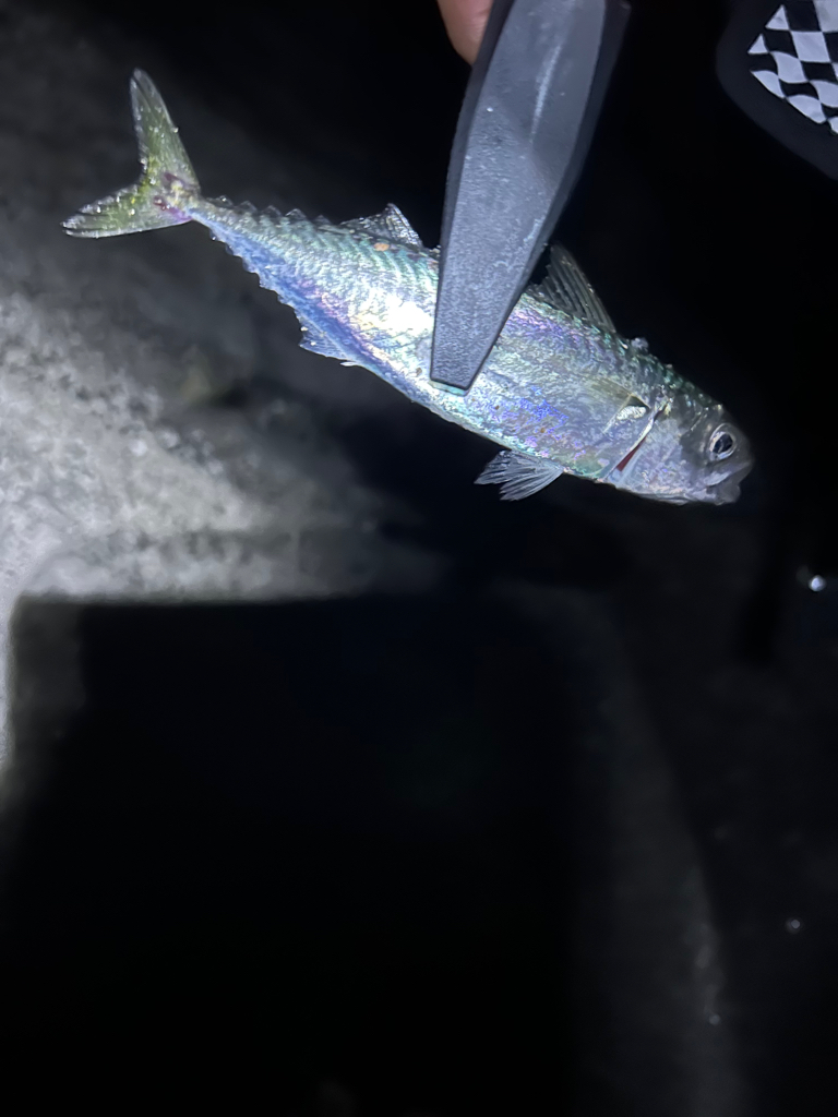 尺アジゲットならず…笑